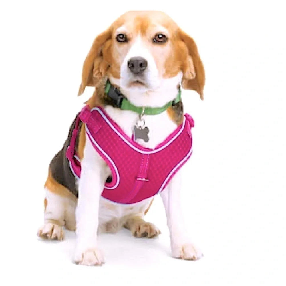 🆕 EVERYAY Pink Reflective Trim Dog Harness EMBRACE THE PACE SIZE XS / S